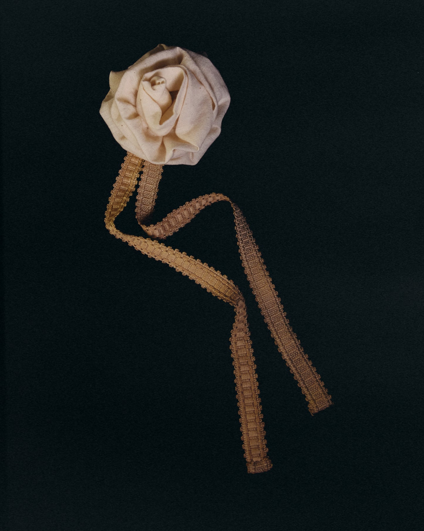 Fleur . Thé de rose